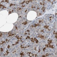 Anti-ANXA4 antibody produced in rabbit 