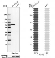 Anti-ANXA6 antibody produced in rabbit 