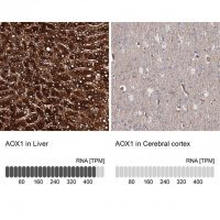 Anti-AOX1 antibody produced in rabbit 