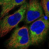 Anti-AP1B1 antibody produced in rabbit
