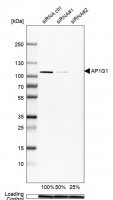 Anti-AP1G1 antibody produced in rabbit HPA041224-100UL