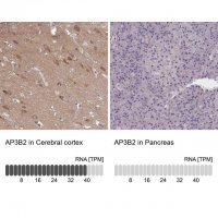 Anti-AP3B2 antibody produced in rabbit 