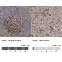 Anti-APAF1 antibody produced in rabbit 