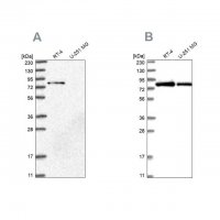 Anti-APEH antibody produced in rabbit 