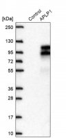 Anti-APLP1 antibody produced in rabbit