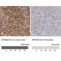 Anti-APOBEC3G antibody produced in rabbit 