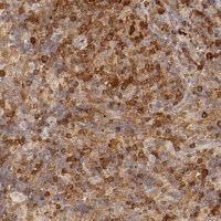 Anti-APOBEC3G antibody produced in rabbit