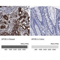 Anti-APOD antibody produced in rabbit 