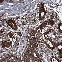 Anti-APOD antibody produced in rabbit 