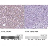 Anti-APOE antibody produced in rabbit HPA065539-100UL