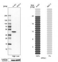 Anti-APOL1 antibody produced in rabbit 