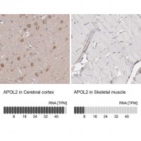 Anti-APOL2 antibody produced in rabbit 