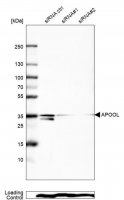 Anti-APOOL antibody produced in rabbit 