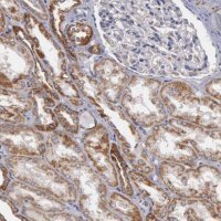 Anti-APOOL antibody produced in rabbit 