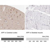 Anti-APP antibody produced in rabbit 