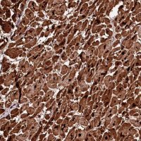 Anti-APPL2 antibody produced in rabbit 