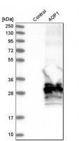 Anti-AQP1 antibody produced in rabbit 