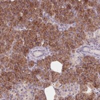 Anti-AQP8 antibody produced in rabbit