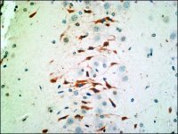 Anti-Arc antibody produced in rabbit SAB4200515-200UL