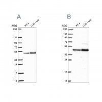 Anti-ARFGAP1 antibody produced in rabbit 