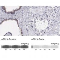 Anti-ARG2 antibody produced in rabbit 