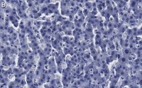 Anti-Arginase-1 Antibody, clone 3B17 ZooMAb� Rabbit Monoclonal 
