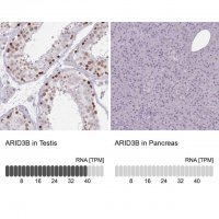 Anti-ARID3B antibody produced in rabbit 