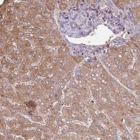 Anti-ARL10 antibody produced in rabbit HPA047044-100UL
