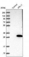 Anti-ARL11 antibody produced in rabbit HPA040855-100UL