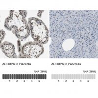 Anti-ARL6IP6 antibody produced in rabbit 