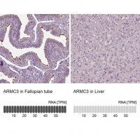 Anti-ARMC3 antibody produced in rabbit 