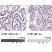 Anti-ARMC4 antibody produced in rabbit 