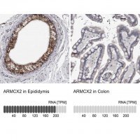 Anti-ARMCX2 antibody produced in rabbit 