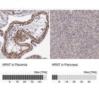 Anti-ARNT antibody produced in rabbit 