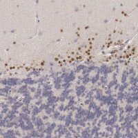 Anti-ARNT2 antibody produced in rabbit