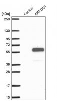 Anti-ARRDC1 antibody produced in rabbit HPA044345-100UL