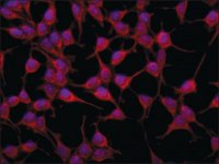 Anti-AS160 (C-terminal region) antibody produced in rabbit 