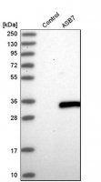 Anti-ASB7 antibody produced in rabbit