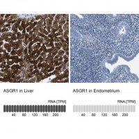 Anti-ASGR1 antibody produced in rabbit 