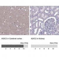 Anti-ASIC2 antibody produced in rabbit 