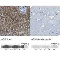 Anti-ASL antibody produced in rabbit 