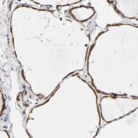 Anti-ASMTL antibody produced in rabbit 