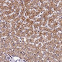 Anti-ASPHD1 antibody produced in rabbit 
