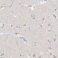 Anti-ASPHD2 antibody produced in rabbit 