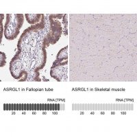 Anti-ASRGL1 antibody produced in rabbit 