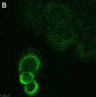 Anti-ASTN2 Antibody, clone 2E8 ZooMAb� Rabbit Monoclonal 