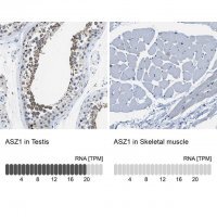 Anti-ASZ1 antibody produced in rabbit 