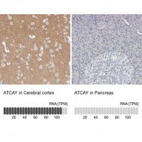 Anti-ATCAY antibody produced in rabbit 