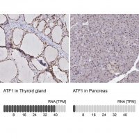 Anti-ATF1 antibody produced in rabbit HPA055069-100UL