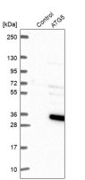 Anti-ATG5 antibody produced in rabbit 